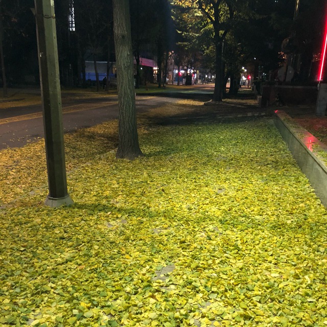 사제콩이_서상영
