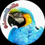 ㅤ🦜🦜 Lorochollo 🦜🦜