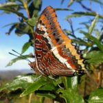 MARIPOSAS IBÉRICAS
