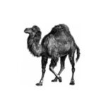 Perl 中文交流